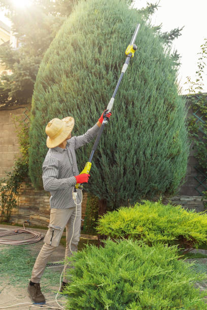 The Steps Involved in Our Tree Care Process in Eugene, OR